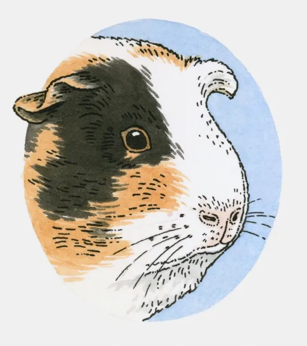Framed Print : Illustration of guinea pig head Framed Print : Illustration of guinea pig head