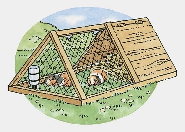 Illustration of two guinea pigs in weatherproof hutch with wire run in garden
