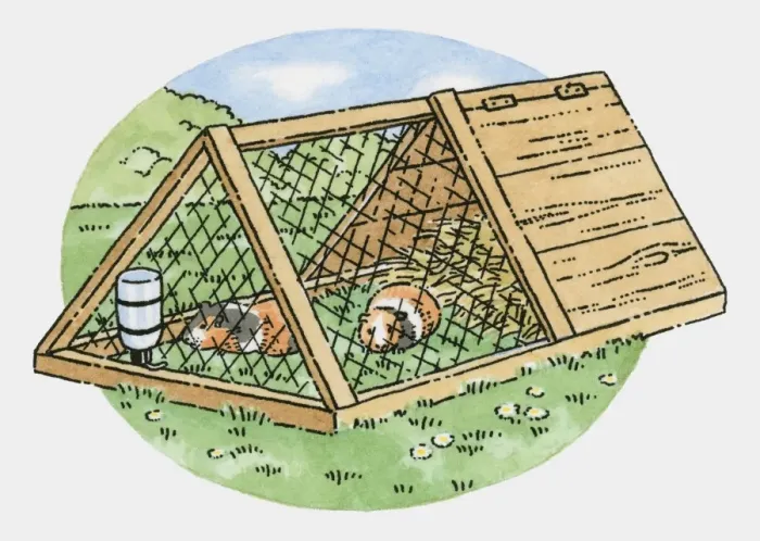 Framed Print : Illustration of two guinea pigs in weatherproof hutch with wire run in garden Framed Print : Illustration of two guinea pigs in weatherproof hutch with wire run in garden