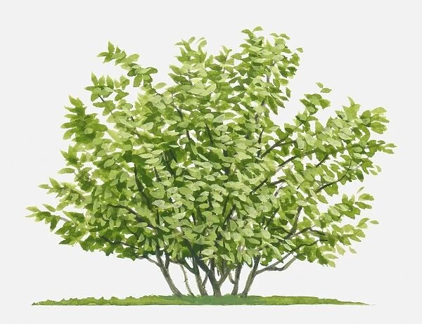 Illustration of Hamamelis (Witch Hazel), deciduous shrub with abundance of green leaves