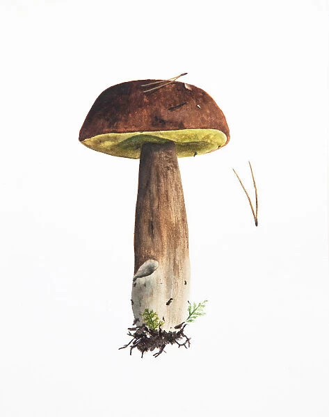 Illustration, hand drawn mashroom painted in watercolor