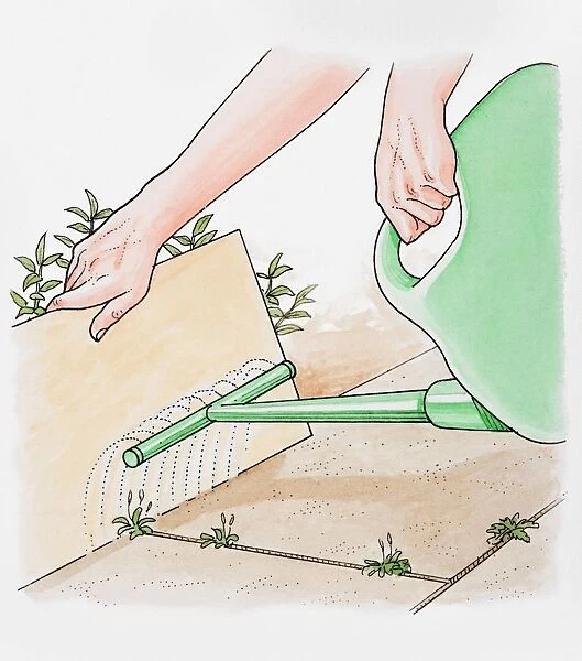 Illustration of hands holding cardboard sheet to protect plants while spraying a weedkiller, close-up