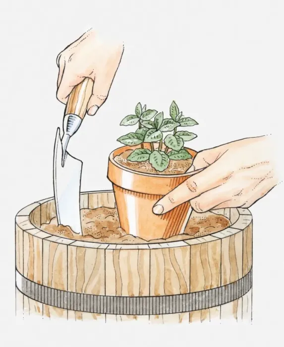 Framed Print : Illustration of hands planting mint in its pot in a larger container, to restrict root growth, using a trowel, close-up
