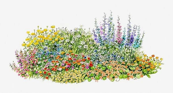 Illustration of hardy annual flowerbed in garden