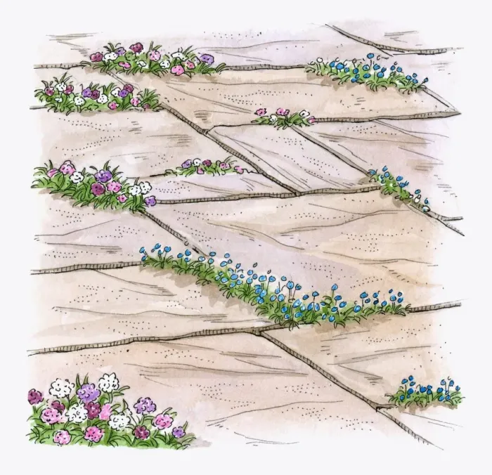 Framed Print : Illustration of hardy annuals growing between patio paving slabs to prevent weeds from growing Framed Print : Illustration of hardy annuals growing between patio paving slabs to prevent weeds from growing