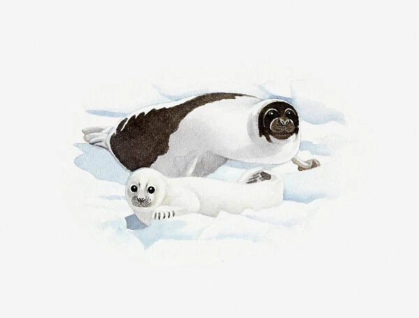 Illustration of Harp Seal (Pagophilus groenlandicus) adult and pup on ice