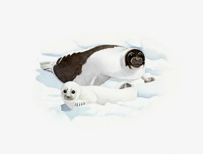 Framed Print : Illustration of Harp Seal (Pagophilus groenlandicus) adult and pup on ice Framed Print : Illustration of Harp Seal (Pagophilus groenlandicus) adult and pup on ice