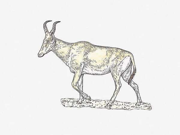 Illustration of Hartebeest (Alcelaphus buselaphus) walking on arid ground