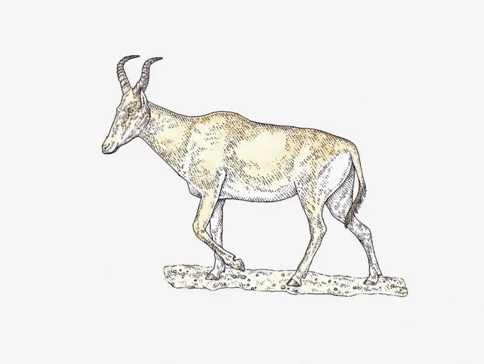 Framed Print : Illustration of Hartebeest (Alcelaphus buselaphus) walking on arid ground Framed Print : Illustration of Hartebeest (Alcelaphus buselaphus) walking on arid ground