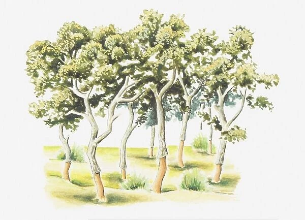 Illustration of harvested Quercus suber (Cork Oak) trees in Morocco