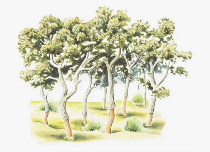 Framed Print : Illustration of harvested Quercus suber (Cork Oak) trees in Morocco Framed Print : Illustration of harvested Quercus suber (Cork Oak) trees in Morocco