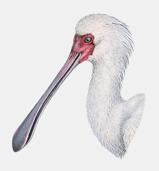 Illustration of the head of an African spoonbill (Platalea alba)