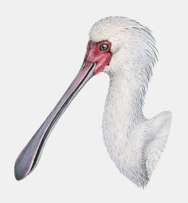 Framed Print : Illustration of the head of an African spoonbill (Platalea alba) Framed Print : Illustration of the head of an African spoonbill (Platalea alba)