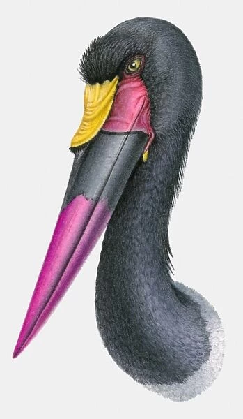 Illustration of the head of a Saddle-billed stork (Ephippiorhynchus senegalensis)