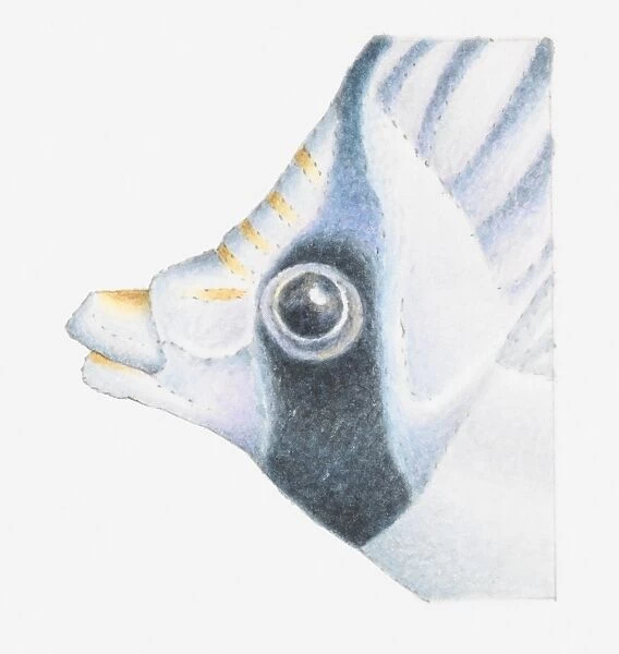 Illustration of head of tropical fish in profile, close-up