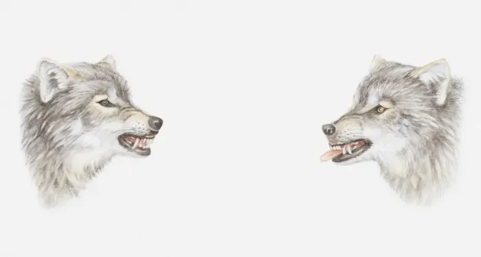 Framed Print : Illustration of the heads of two wolves growling at each other