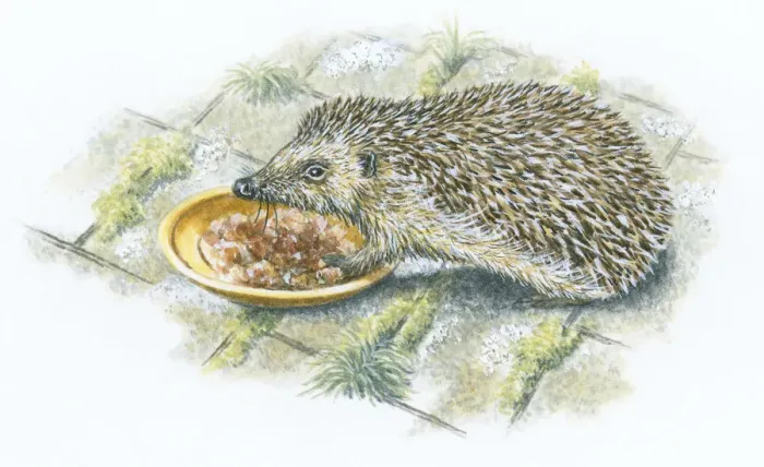 Framed Print : Illustration of hedgehog feeding from saucer on patio Framed Print : Illustration of hedgehog feeding from saucer on patio
