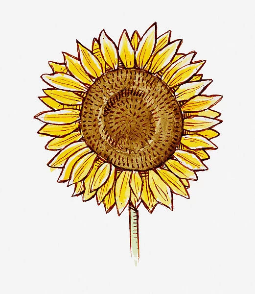 Illustration of Helianthus annuus (Sunflower) flower head