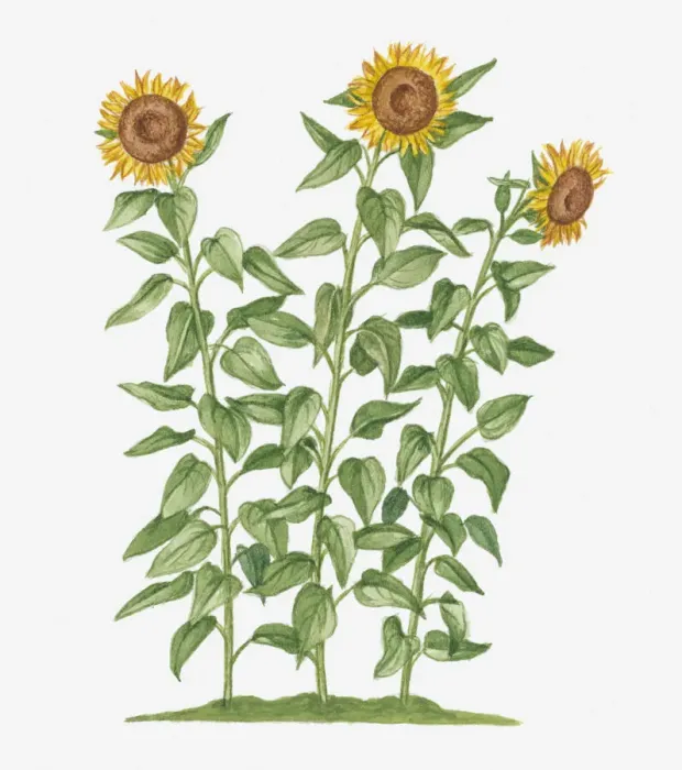 Framed Print : Illustration of Helianthus annuus (Sunflower) bearing large yellow flowers on long stems