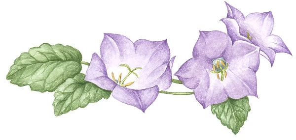 Illustration of Helleborus (Lenten rose) with pale purple petals and green leaves