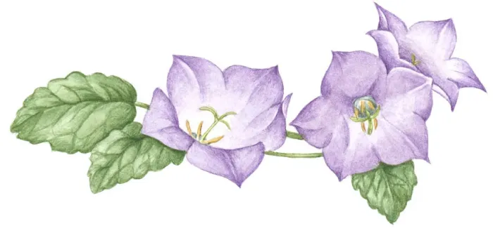 Framed Print : Illustration of Helleborus (Lenten rose) with pale purple petals and green leaves Framed Print : Illustration of Helleborus (Lenten rose) with pale purple petals and green leaves