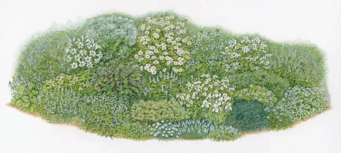 Framed Print : Illustration of herb plants and flowers in domestic garden mixed flowerbed