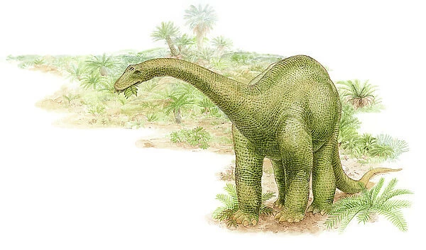 Illustration of a herbivorous diplodocus dinosaur feeding on leaves