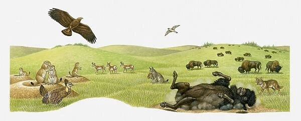 Illustration of herd of Bison feeding on praire, Bison rolling in dry earth, Vulture in flight, Black-tailed Prairie Dogs on burrows, and Bobcat
