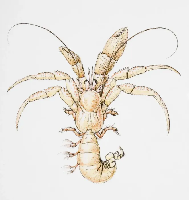 Framed Print : Illustration of Hermit Crab (Coenobita), without shell Framed Print : Illustration of Hermit Crab (Coenobita), without shell