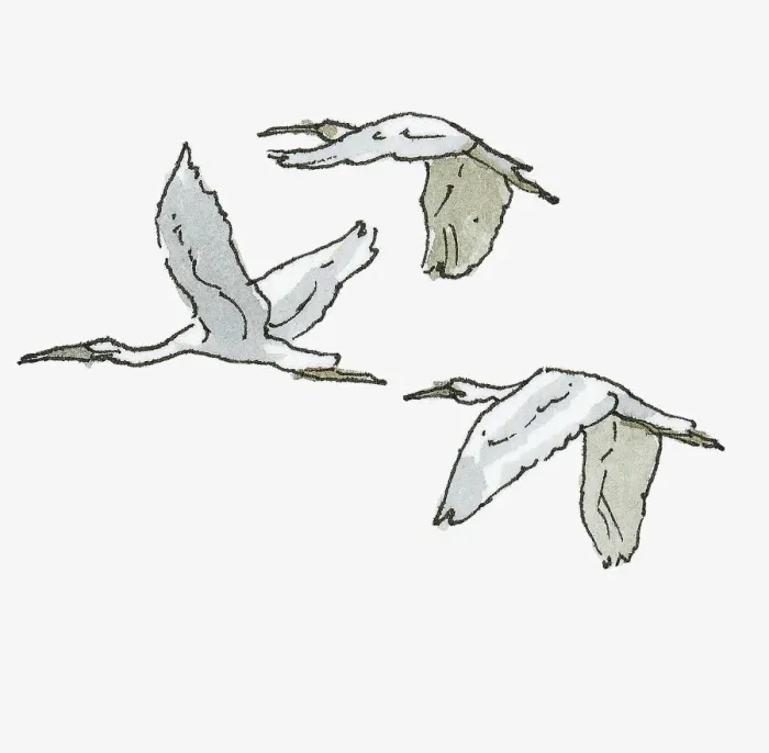 Framed Print : Illustration of three Herons in flight Framed Print : Illustration of three Herons in flight
