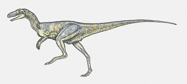 Illustration of Herrerasaurus bipedal