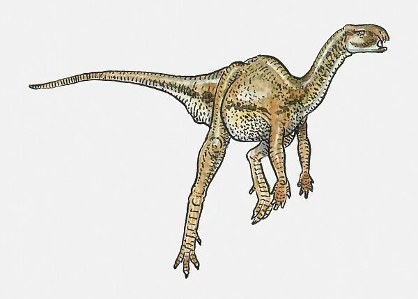Illustration of Heterodontosaurus ornithischian dinosaur