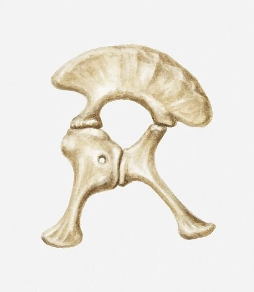 Illustration of the hip bone of a Diplodocus dinosaur, Jurassic period