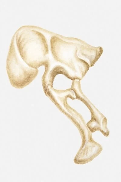 Illustration of the hip bone of a Segnosaurus, a bipedal dinosaur, Cretaceous period