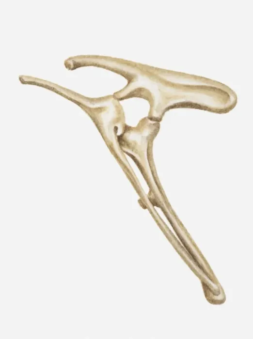 Framed Print : Illustration of the hip bones of a Hypsilophodon, a type of Ornithopod dinosaur, early Cretaceous period