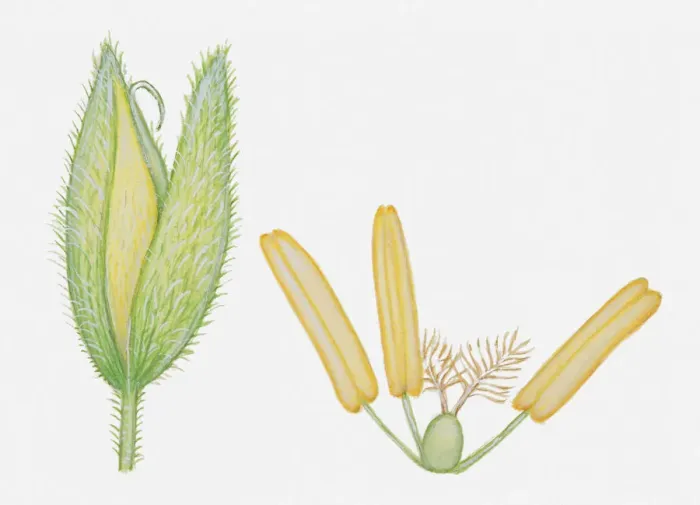 Framed Print : Illustration of Holcus lanatus (Yorkshire fog), whole grass flower head, and anther, stigma and ovary Framed Print : Illustration of Holcus lanatus (Yorkshire fog), whole grass flower head, and anther, stigma and ovary