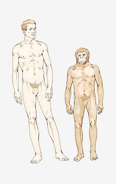 Illustration of Homo sapiens and Homo habilis