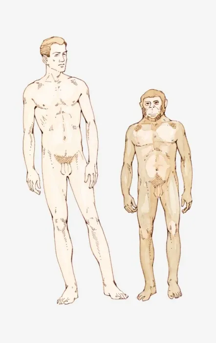 Framed Print : Illustration of Homo sapiens and Homo habilis Framed Print : Illustration of Homo sapiens and Homo habilis
