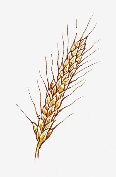 Illustration of Hordeum vulgare (Barley) on stem, close-up
