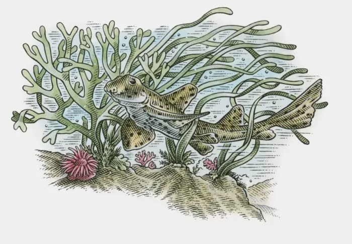 Framed Print : Illustration of Horn shark (Heterodontus francisci) swimming near ocean floor Framed Print : Illustration of Horn shark (Heterodontus francisci) swimming near ocean floor