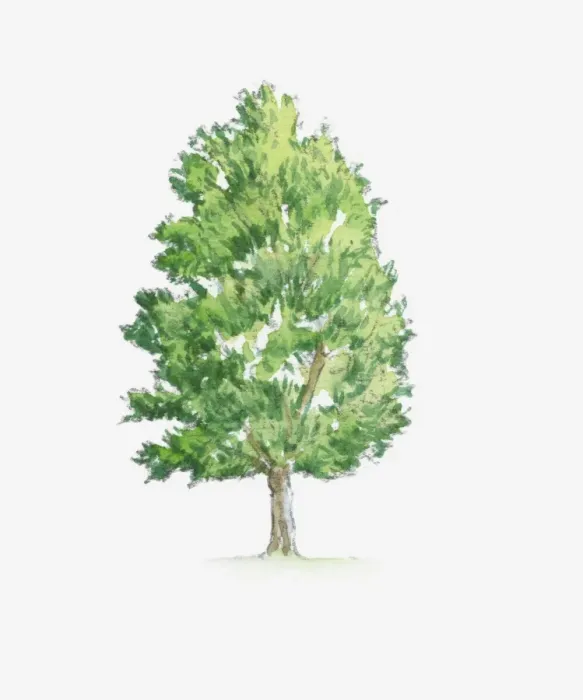 Framed Print : Illustration of Hornbeam (Carpinus) tree with green foliage Framed Print : Illustration of Hornbeam (Carpinus) tree with green foliage