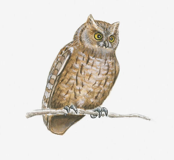 Illustration of a horned owl (Bubo sp. )