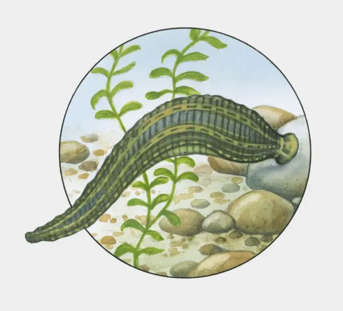 Framed Print : Illustration of Horse Leech (Haemopis sanguisuga) attached to rock Framed Print : Illustration of Horse Leech (Haemopis sanguisuga) attached to rock