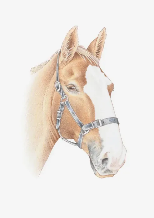 Framed Print : Illustration of a horses head Framed Print : Illustration of a horses head