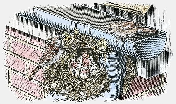Illustration of House Sparrow (Passer domesticus) nesting below roof gutter