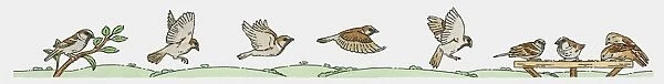 Illustration of House Sparrows (Passer domesticus)
