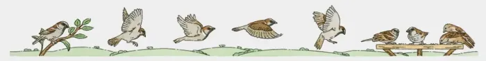 Framed Print : Illustration of House Sparrows (Passer domesticus) Framed Print : Illustration of House Sparrows (Passer domesticus)