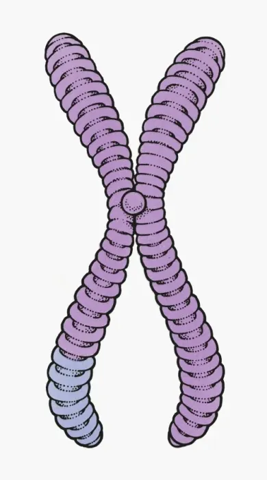 Framed Print : Illustration of human chromosome showing chromatid, centromere, short arm and long arm