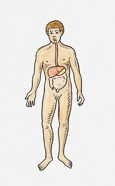 Illustration of human digestive system