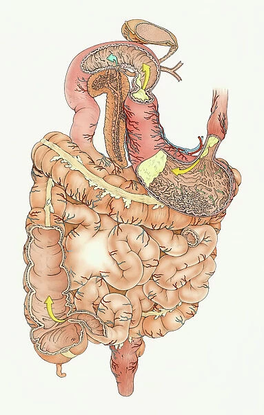 Illustration of human digestive system, including stomach, small intestine and large intestine